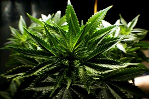 Planta de Cannabis, para fins medicinais