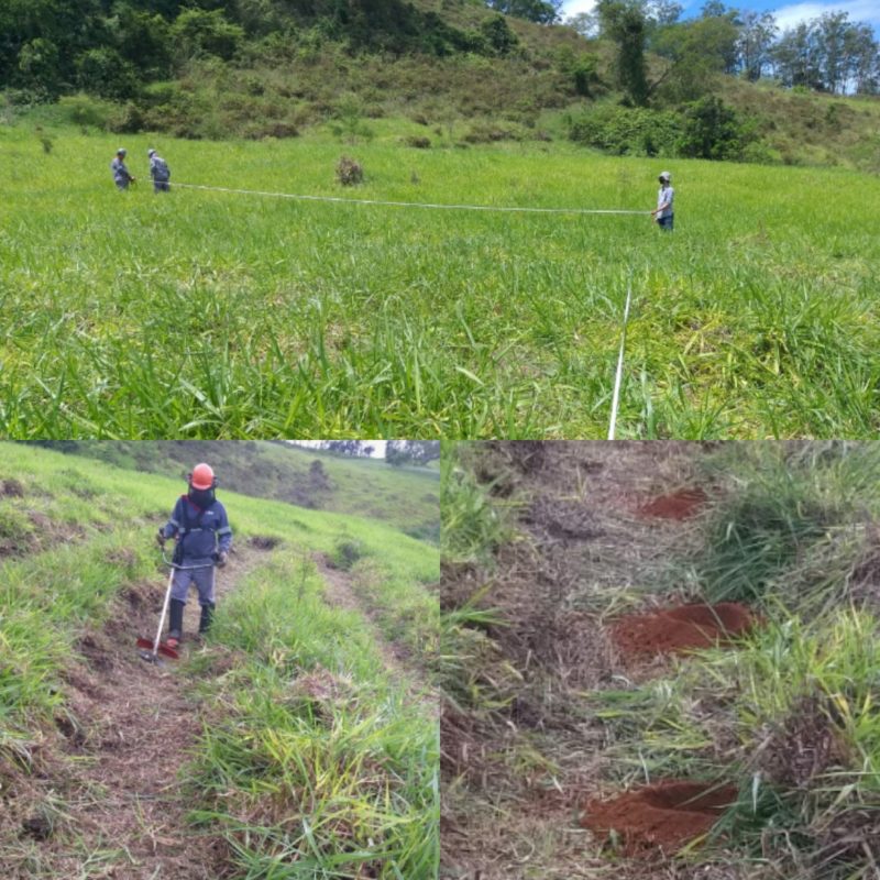 PLANTIO DE NATIVAS PARA AMPLIAR  BIODIVERSIDADE NA ZONA DA MATA