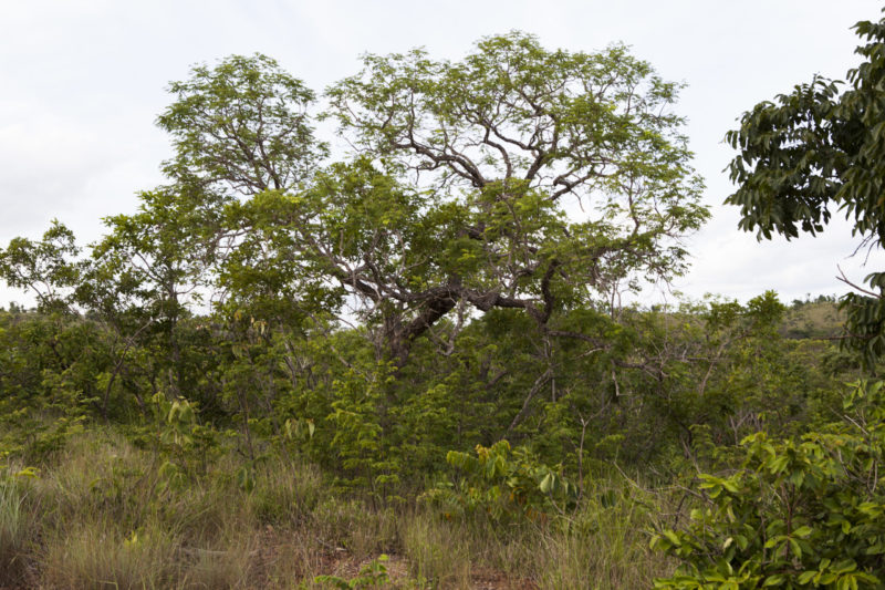 DESENVOLVIMENTO SUSTENTÁVEL DE PARACATU