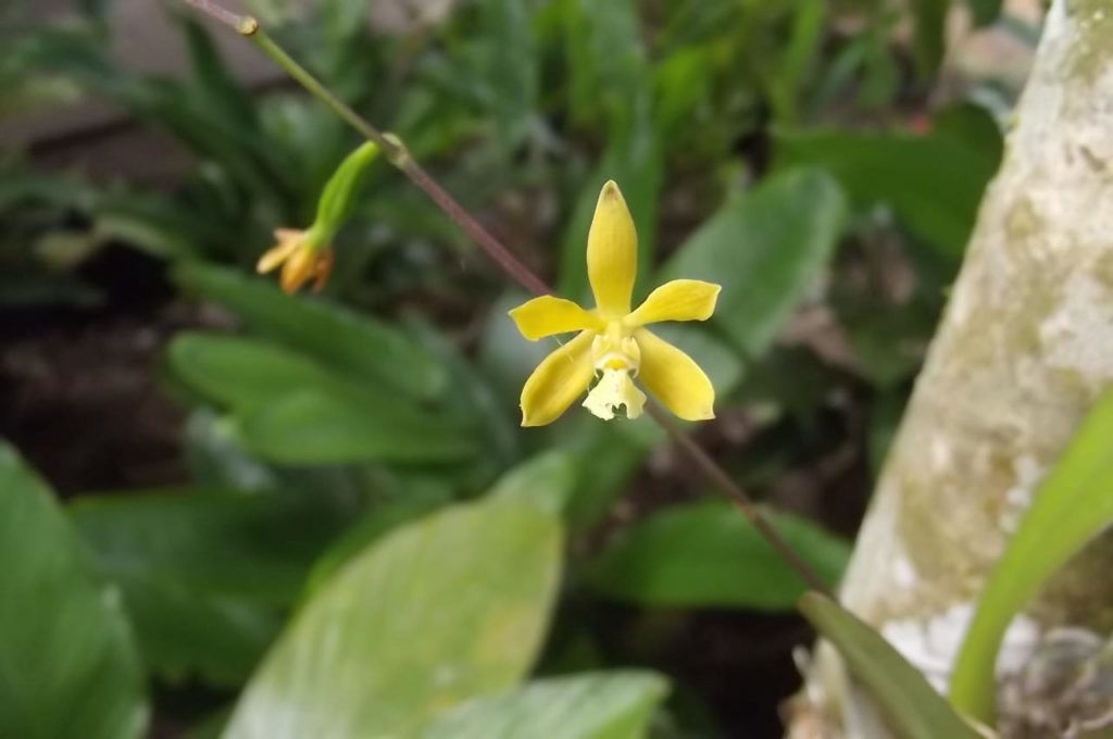 Espécie Encyclia aliceae