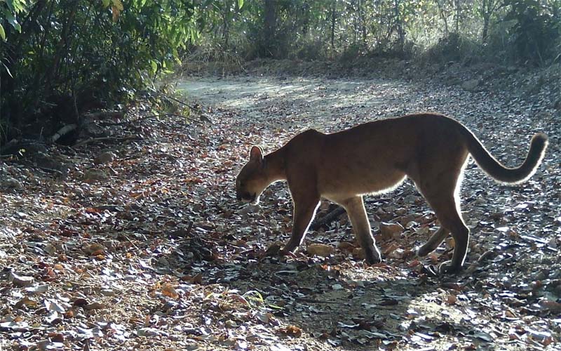 80 ESPÉCIES DE FAUNA DO CERRADO NO NORTE GOIANO