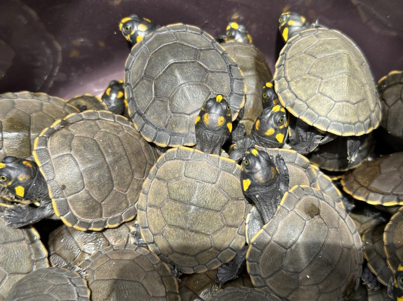 MAIS DE 3 MIL QUELÔNIOS SÃO DEVOLVIDOS À NATUREZA