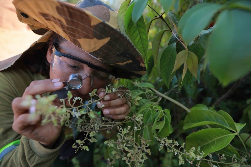 BIODIVERSIDADE NO PARÁ: CONSÓRCIO RENOVADO POR CINCO ANOS