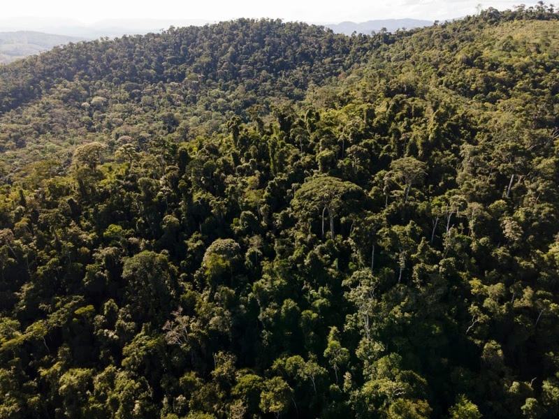 400 CAMPOS DE FUTEBOL PLANTADOS DE MATA ATLÂNTICA E CAATINGA