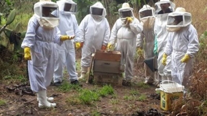 PROJETO REFLORESTE NA SERRA DO ITAPETI