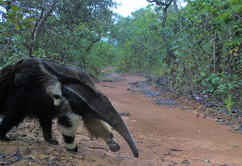 BIODIVERSIDADE DE PARACATU